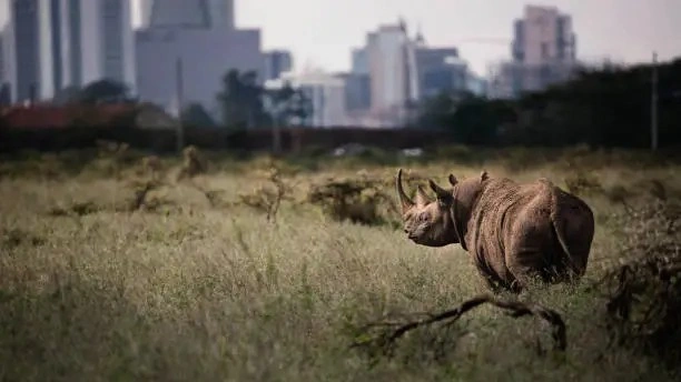 A black rhinoceros in Nairobi national park